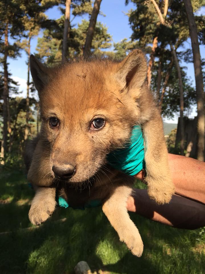 61839698_2713592055323293_5450362323812220928_n