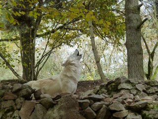 Meute de Chicou 2015