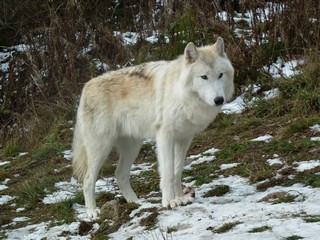 Meute de Chicou 2011