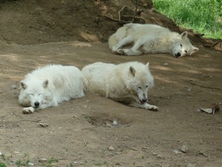 Octobre Novembre Décembre 2012 (1)