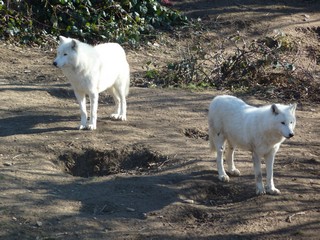 Octobre Novembre Décembre 2012 (4)