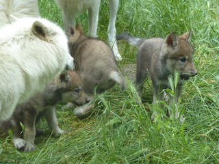 Meute de Chicou 2016