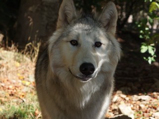 Meute de Chicou 2014