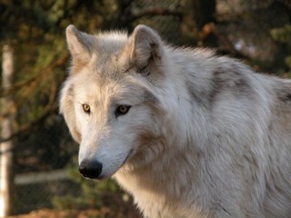 Meute de Chicou 2010