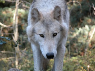 Meute de Chicou 2009