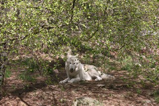 juillet 2012 chicou canada (1)