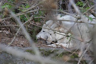 juillet 2012 chicou canada (2)