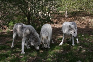 mai 2012 chicou canada (1)