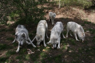 mai 2012 chicou canada (2)