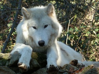 Meute de Chicou 2012