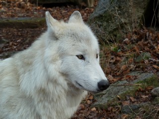 mai 2012 chicou canada (4)