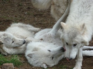 mai 2012 chicou canada (6)