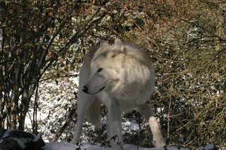 novembre decembre 2012 chicou canada (1)