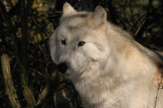 novembre decembre 2012 chicou canada (2)