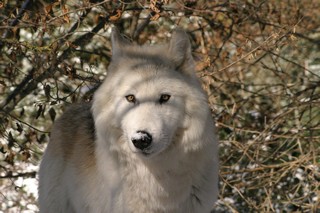 novembre decembre 2012 chicou canada (3)