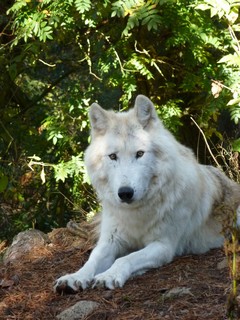 octobre 2012 chicou canada (1)