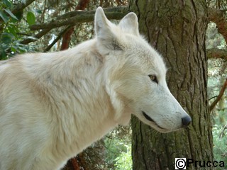 septembre 2012 chicou canada (1)