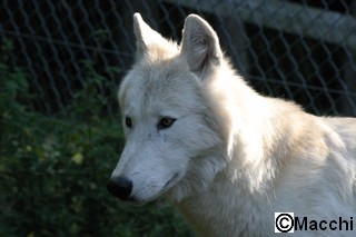 septembre 2012 chicou canada (3)